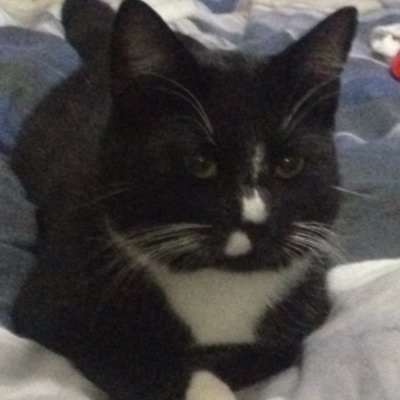 RealLokinator's profile picture. I am a cute cat