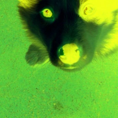 Pup Fictionさんのプロフィール画像