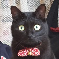 黒猫なつめ (@aal_izz_wellx3) Twitter profile photo