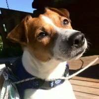 BASIL@Jack Russell Terrier (@basil_jrt) Twitter profile photo