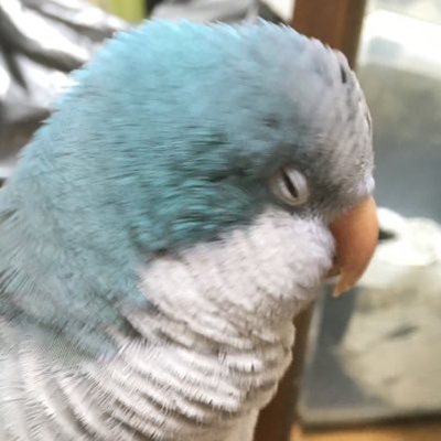 オキナインコブルー を迷子にしてしまいました 竹内 拡散希望 19年9月3日現在も見つかっておりません 何処かで保護され密かに飼われている可能性 野鳥と共生している可能性など考えております 近隣にいつからか突然鳥の鳴き声 よくしゃべる オキナインコブルー を迷子にしてしまいました 竹内 拡散希望 19年9月3日現在も見つかっておりません 何処かで保護され密かに飼われている可能性 野鳥と共生している可能性など考えております 近隣にいつからか突然鳥の鳴き声 よくしゃべる