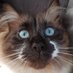 Hardi LE CHAT (@hardilechat) Twitter profile photo Hardi LE CHAT (@hardilechat) Twitter profile photo