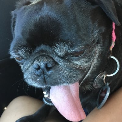 Miguel13472903's profile picture. Love dogs and Logan Paul