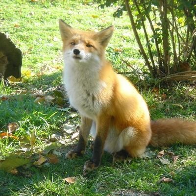 BM_Diffusion's profile picture. ☆相互フォロー😆フォロバ少し遅れます。無言フォロー失礼します。よろしくお願い致します✨ 🦊It is nice to meet you🦊follow/follow back Thank You🦊キツネ様🦊