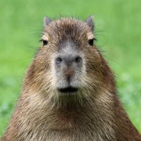 Sean 🐿 (@sean_wt) 's Twitter Profile