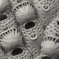 Bryozoa Evolution (@bryoevol) 's Twitter Profile Photo Bryozoa Evolution (@bryoevol) 's Twitter Profile Photo