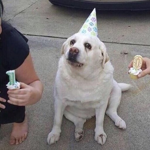 Happy_puggo's profile picture. 