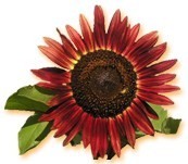 sunflowerfavors's profile picture. Sunflower Favors offers an extensive selection of both contemporary and traditional wedding favors, baby shower favors, party favors and more!