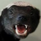 Honeybadgers567's profile picture. https://t.co/eKpCwjPUHe