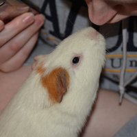 Mandi Corrigan (@mandicorn7977) 's Twitter Profile