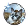 chocoguri1203's profile picture. 食べ歩き＆釣りメイン
アイコンは「んば®」様に作って頂きました。
猫4匹と住んでます。
FGO、DQWしてます。