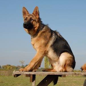 Everything you want to know about GSDs. Health and beauty recommendations. Funny videos and more