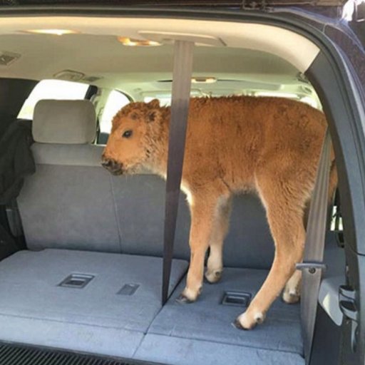 DeathlessNoobs's profile picture. I play roblox.