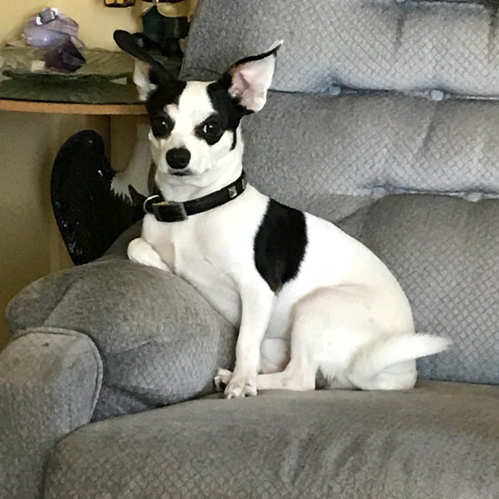 BlackSugarfoot's profile picture. HuBIE I am a HUMAN awake and SCREAMING. BA/Sociology MA/Trng&Devlpmnt Equality now. Or we all die. #NotMyPresident #Impeach45admin #420forlife #BlackLivesMatter