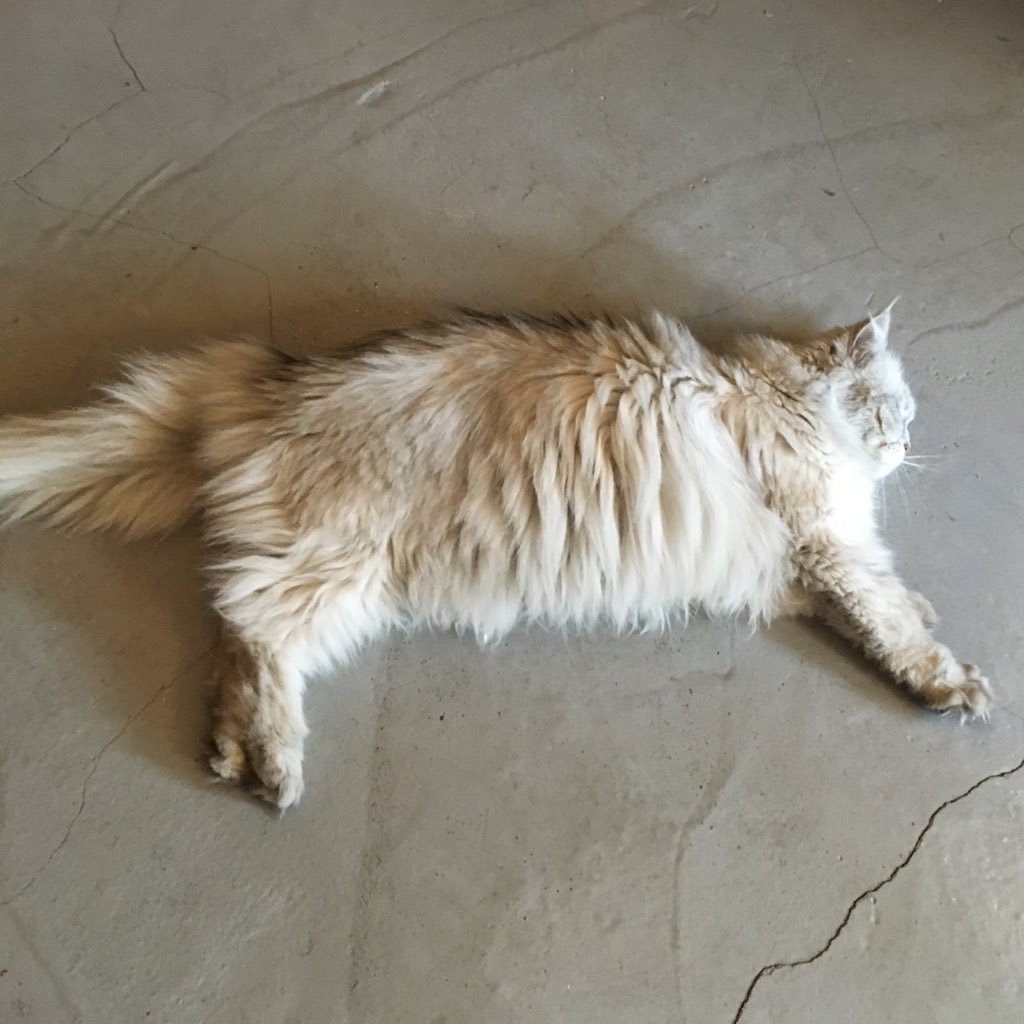 mj_17's profile picture. 소소한 일상 트위터로 탈출!!