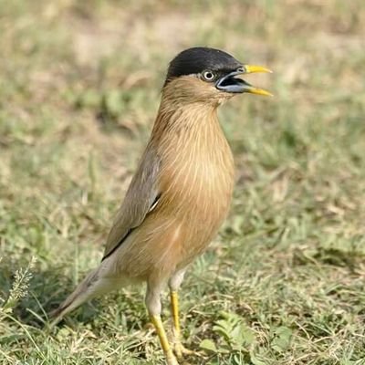 pramodkumarlam1's profile picture. 