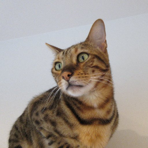 rupaspice's profile picture. アジアン料理が好き🇮🇳🇵🇰🇧🇩🇮🇩🇹🇭🇳🇵 な、ただの飲んだくれ✨
 ネコ🐱すきー💕