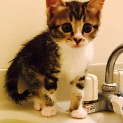 May20170516's profile picture. 2017 . 05 . 16 ~ にゃんこちゃん ( ♀) を 飼い始めました ♡ メイの 思い出用に 毎日 更新 ฅ •ﻌ•´ ฅ 猫好き仲間 Follow Me♡ 誕生日 2017 . 02 . 02 に なりました ( ¨̮ )♡