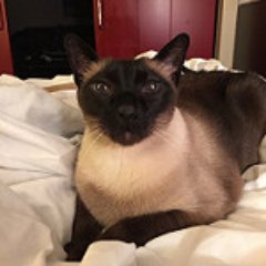 I'm a traditional Siamese cat who loves to be monitored with various IoT devices!
https://t.co/JxUWRSdNtj