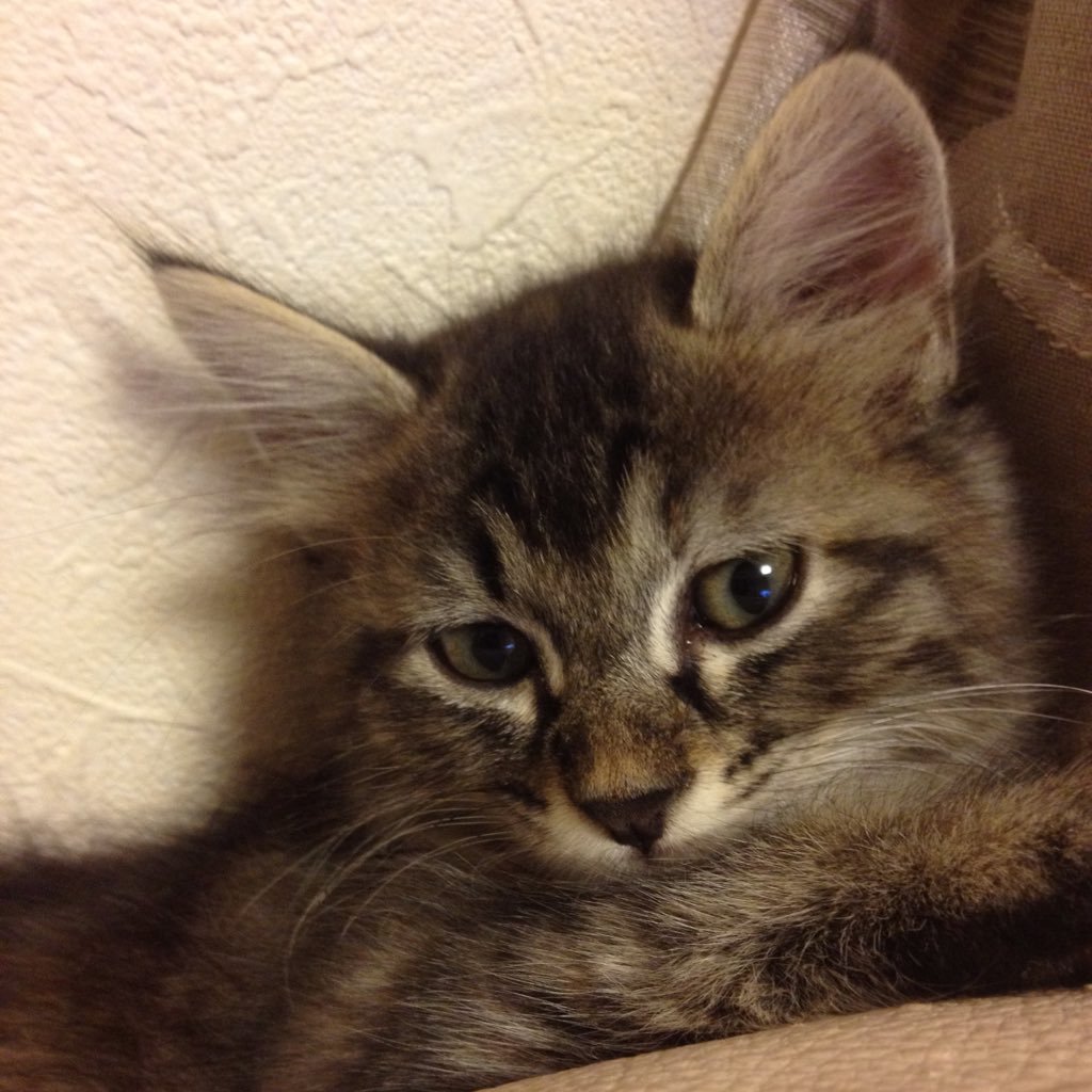 tochinokifamily's profile picture. オーバーウォッチやってます。