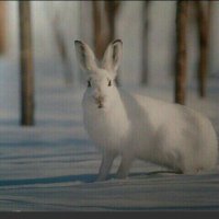もち (@yukirabikun) 's Twitter Profile
