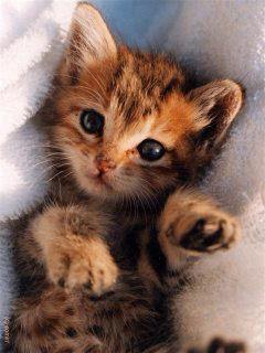 cloudnyanko's profile picture. とうしかのニャーだよ。
クラウド関連の株式とかをにゃんこするよ。