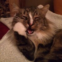 Thorsten Andratschke (@thortschmann) 's Twitter Profile Photo Thorsten Andratschke (@thortschmann) 's Twitter Profile Photo