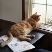 かず。 (@kazu_1187) 's Twitter Profile Photo