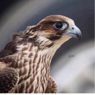 imohaammmdi Profile Picture