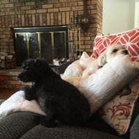 Debra Patterson (@debrapa75753888) 's Twitter Profile
