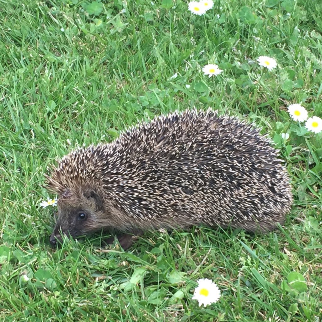 evelyne_ryo's profile picture. Présidente caisse CMB de La Roche Bernard et UT Questembert#Conseil de surveillance CFCAL et FINANCO#PhiNOE