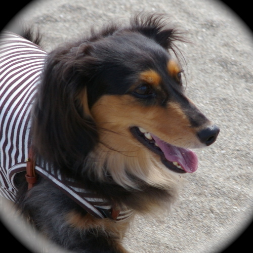 dogbitter's profile picture. 