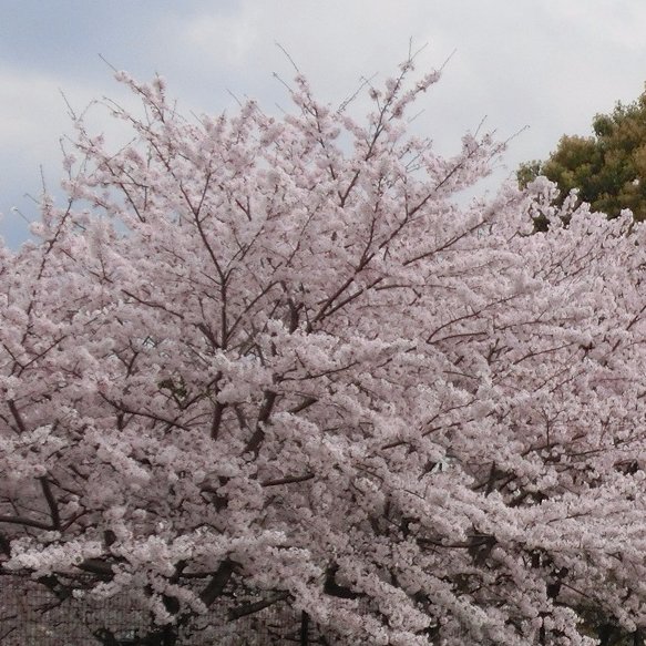 🌅私は、日本人として生まれて本当によかったと思います、後の子供たちに良い日本を残せるにはと、右も左もよく分からないまま勉強中です。ご教授どうかよろしくお願い致します。無言のフォローを、お許し下さい。🇯🇵