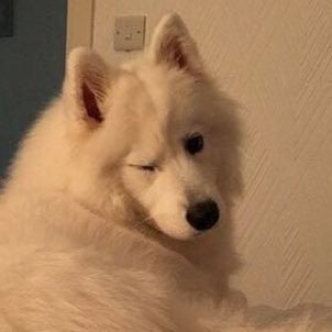 VeryGoodBoy_I's profile picture. Just a bunch of good boys that deserve a boop