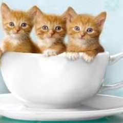 siangelin's profile picture. 