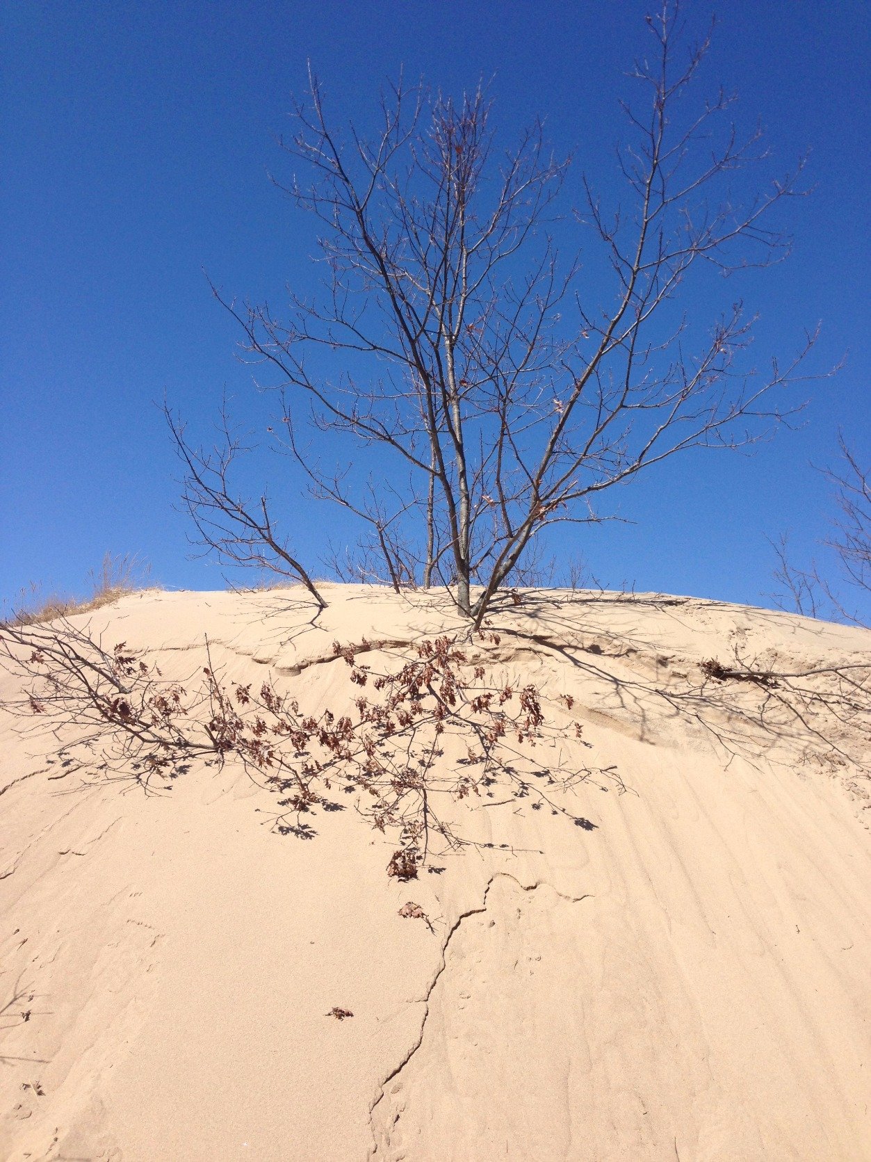 A coalition of individuals and organizations working cooperatively to protect and preserve the Saugatuck Dunes.