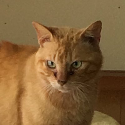 グッズ取引用アカウント 舞台とヒプマイとワンピ 地方住みのため郵送での交換を希望しています。 成人済み