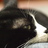 anastachew's profile image