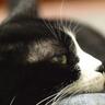 anastachew's profile picture. こんにちは　ちょっとわけあり猫の家族探しをしている個人Xです。
東京都動物愛護推進員　足立区地域猫認定サポーター