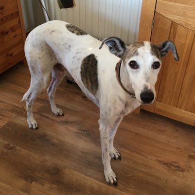 darrenrjwhite's profile picture. 