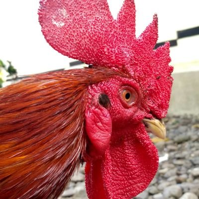 AsSallam10's profile picture. Olahraga