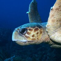 Stop Ocean Pollution (@protecttheocean) 's Twitter Profile