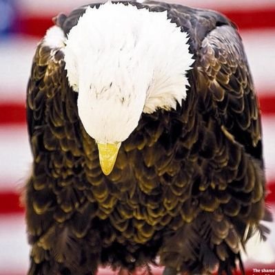 America's first CyberWar in 2016 decimated us, Russia pøwn3d us. Occasional sarcastic humor.