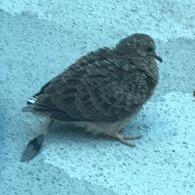 2PloversHETALIA's profile picture. LV 21