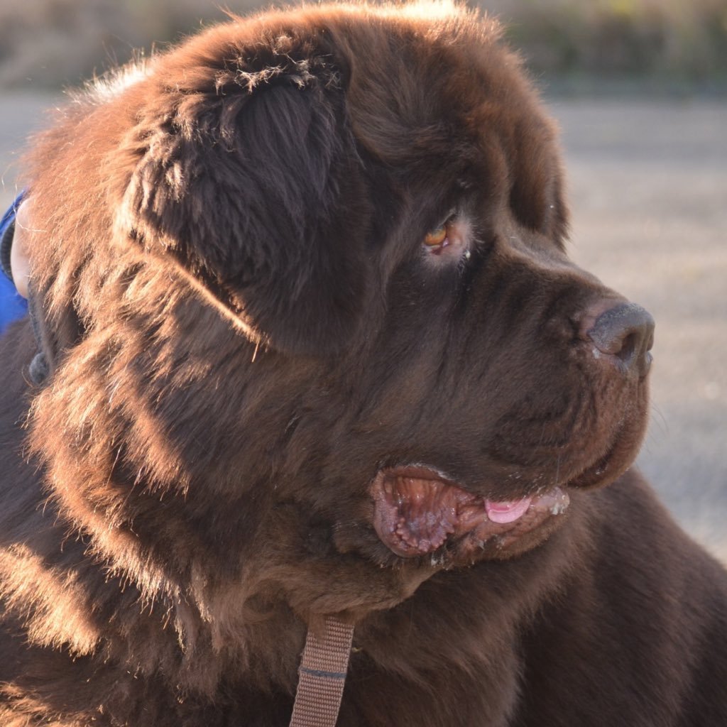 theturners1817's profile picture. Served 20 years in Army but disabled out, now living a quieter life in peace with my wife & care dog (Boo) a 75kg Newfoundland. A life of slobber and hair!