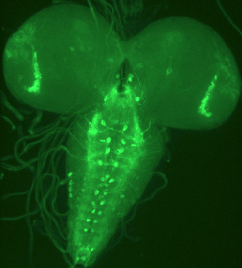 Assistant Professor, University of Minnesota, College of Pharmacy, Drosophila, Neurodegenerative Disease