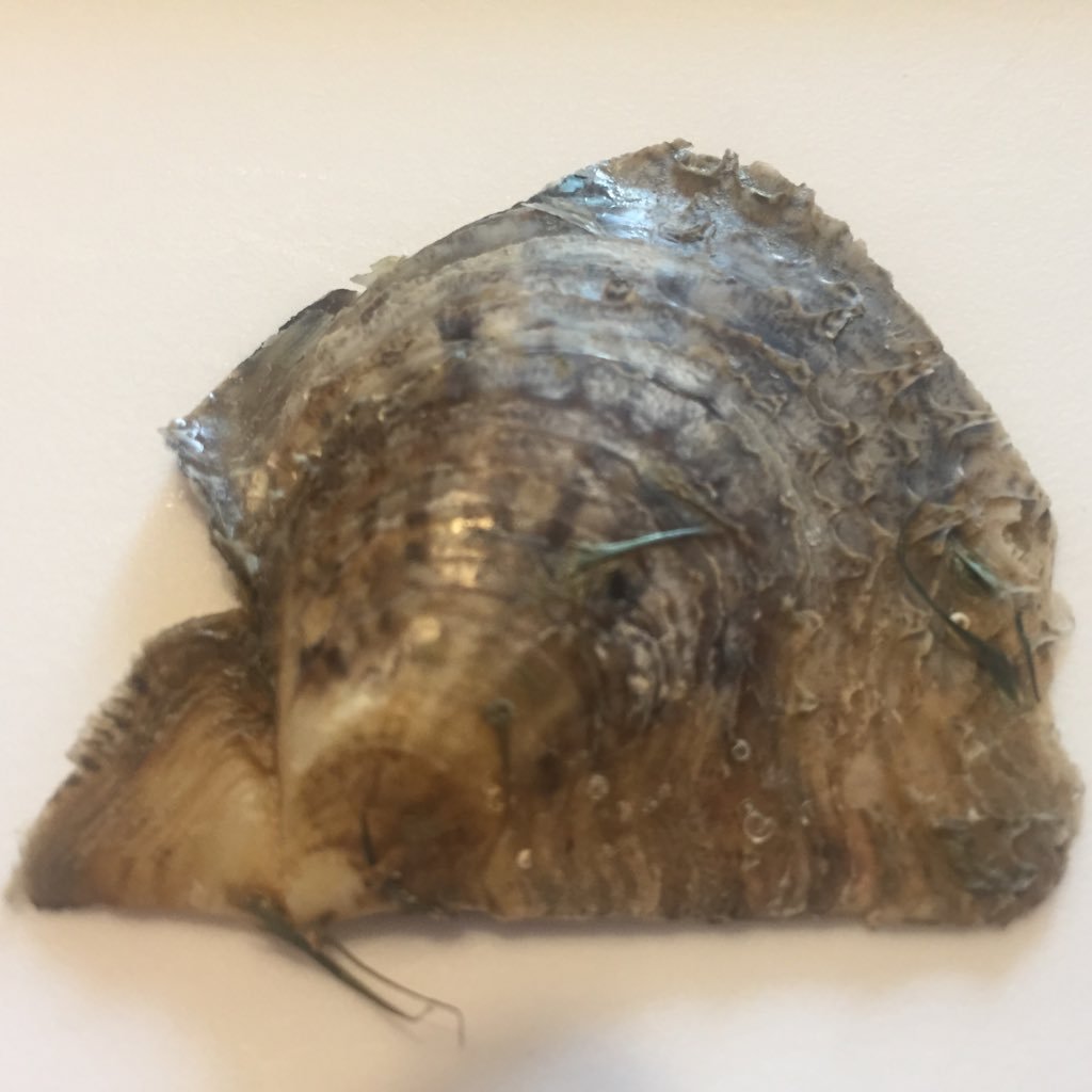 Oyster openings live on Facebook. https://t.co/ftZs3aw0hn