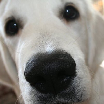 cooldogfacts Profile Picture