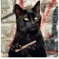 😸 Raziel🐈 (@razzy_from_sl) 's Twitter Profile