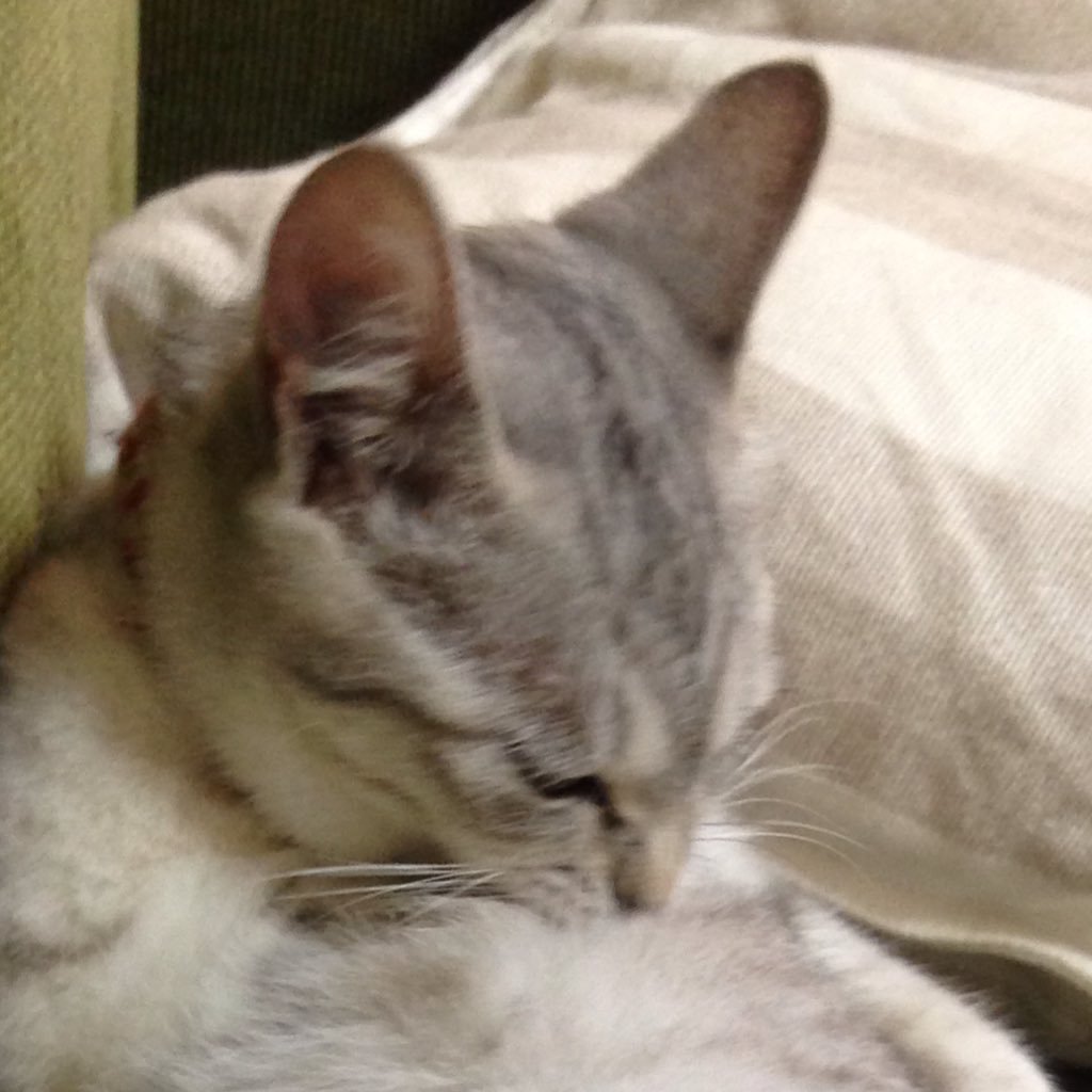 tontomu0017's profile picture. あかん